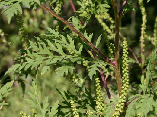 This is a picture of Ragweed.  Ragweed is one of the most common pollen allergies in the united States.  It is estimated that 20% of people living in the U.S. are allergic to this prolific weed.