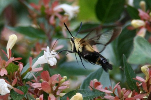 A bumblebee moth sampling an Abelia flower.