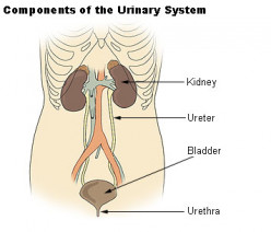 Urinary Tract Infections in the Elderly