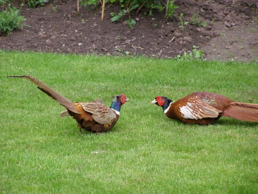 Two Pheasants
