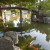 The koi in Japanese Friendship Garden San Jose CA The koi in Japanese Friendship Garden San Jose CA