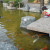The koi in Japanese Friendship Garden San Jose CA The koi in Japanese Friendship Garden San Jose CA