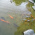 The koi in Japanese Friendship Garden San Jose CA The koi in Japanese Friendship Garden San Jose CA