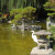 An Egret in Japanese Friendship Garden San Jose CA An Egret in Japanese Friendship Garden San Jose CA