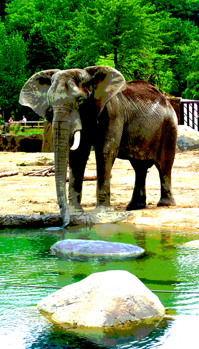 Zoo attraction