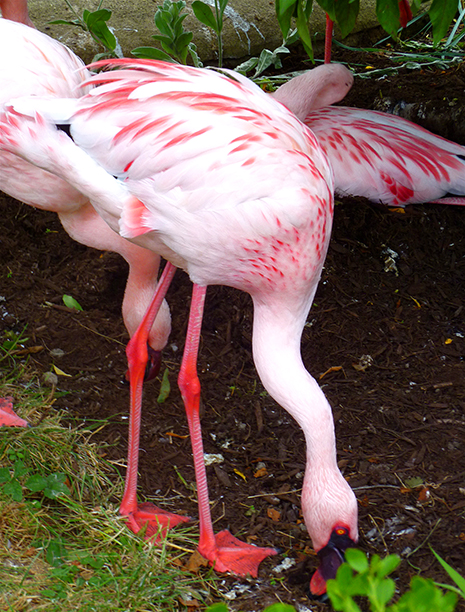 Flamingo munching
