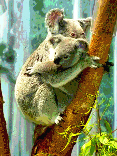Koala cub & mom