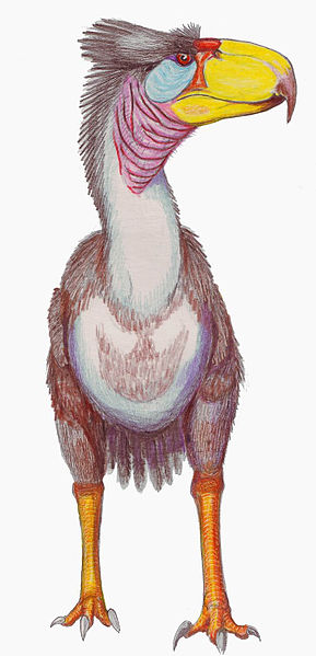 Phorusrhacos titanis was a giant, flightless predatory bird that was the top predator in South America until the arrival of sabre-toothed cats in the Pliocene.