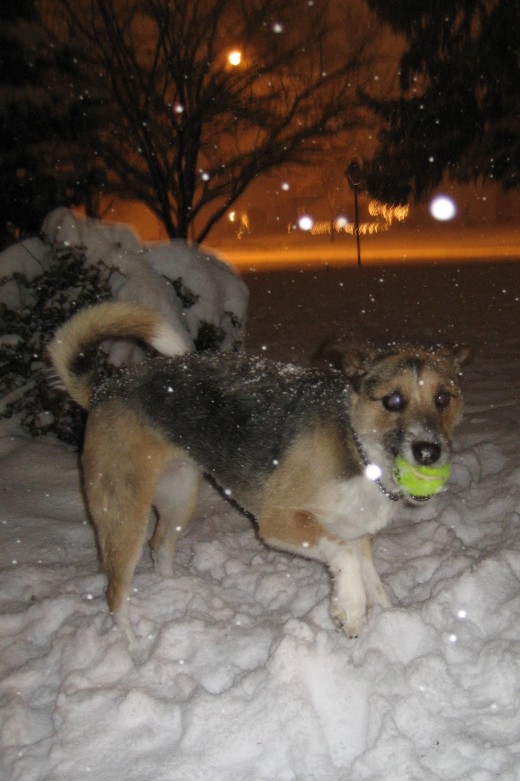 Casey loves fetch