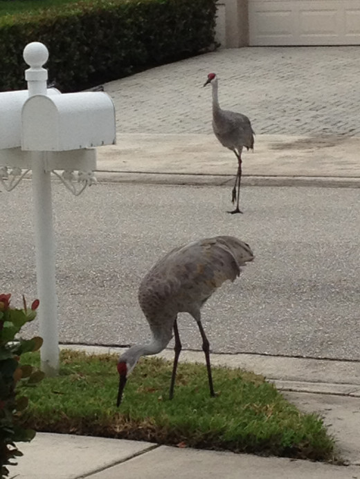 These birds are frequent visitors to our front yard.  They stroll the neighborhood throughout the day. 