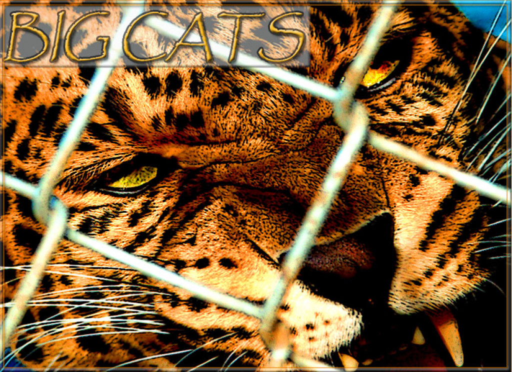 Top 10 Big Cat Zoos In The U.S.