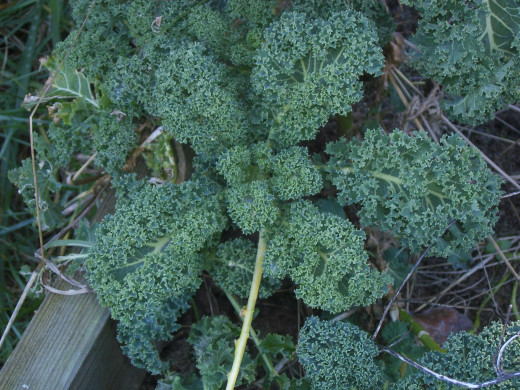 Kale surviving into winter! Grow your own greens!