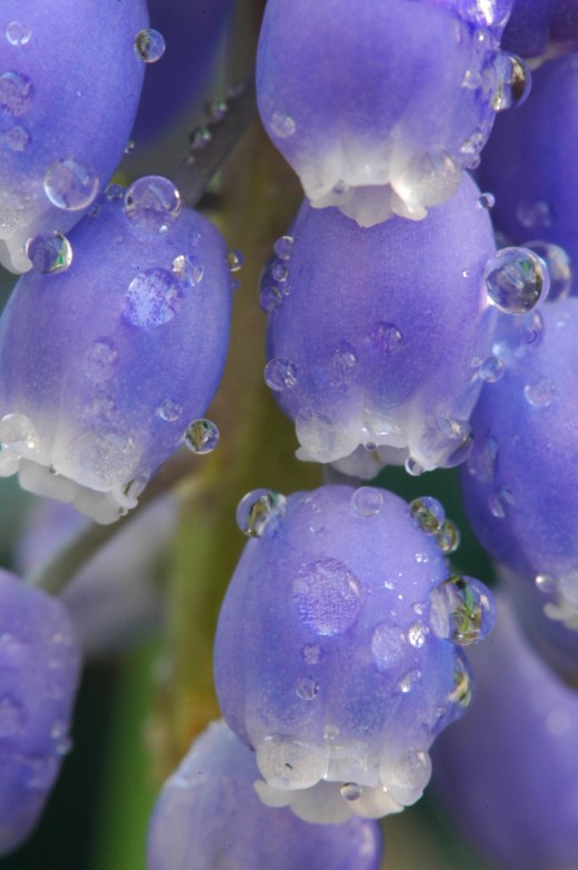 Blue bells after the rain