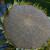 Gently remove the blossom ends from the seed head to expose the seeds. Gently remove the blossom ends from the seed head to expose the seeds.