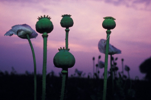 Opium is produced from poppies in Afghanistan.