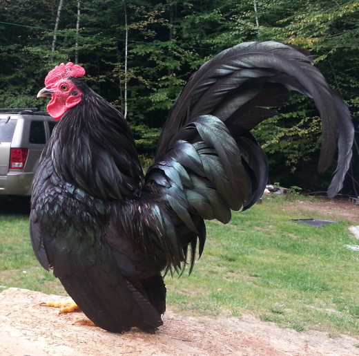 This is Titus, my other rooster who may be the world's only lazy OCD rooster - crowing exactly four times when he wakes up (usually at the break of noon) before deciding its too much of a bother to go on. 
