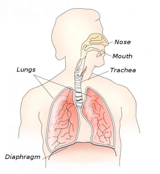 The Respiratory System
