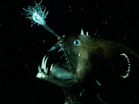 Monkfish or dragons of the abyss
