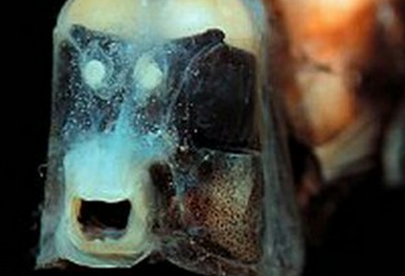 Not only do these fish live between 500 and 1000 m depth these guys have tubular eyes! The very top of the skull is transparent! So they can see over their heads without shifting or turning their eyes turning upward.
