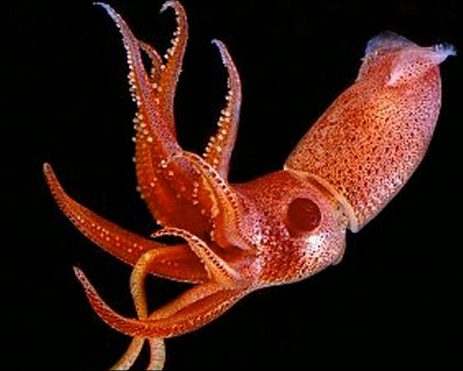 The calamari jewelry