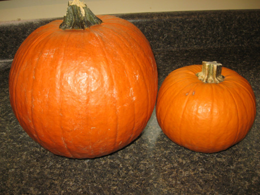 field pumpkin and pie pumpkin