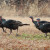 Four Tom Turkey Cruising Through my Front Yard Four Tom Turkey Cruising Through my Front Yard