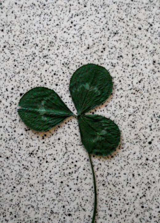 Three-leaf Clover: Christian Reminder of the Trinity