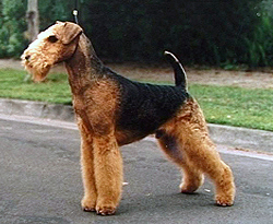 Airedale Terrier, a medium-to-large dog.