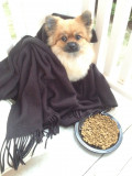 Lost Little Puppy. Should He Be Taken To Shelter?