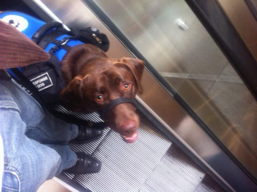Not all Service Dogs learn to use escalators (as elevators are always available, too), but this one was especially brave, and after training, had no trouble at all.