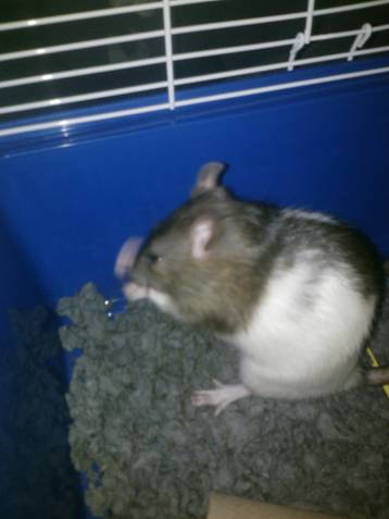 My rat, Nibblet.