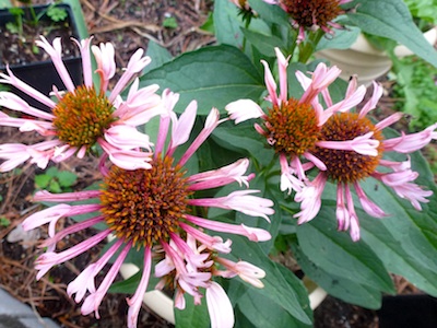 Echinacea 'Quills and Thrills' is a hardy perirnnial