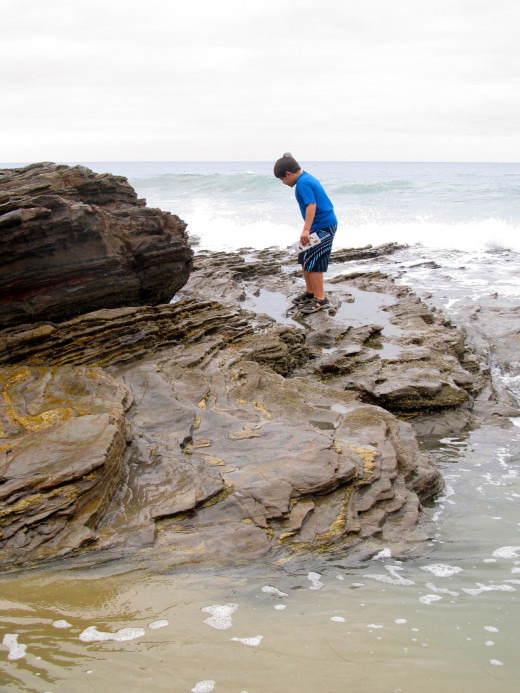Searching the Crystal Cove tidepools, Newport Beach