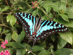 The World's A-Flutter: Spending the Day Among Nature's Most Beautiful Winged-Insects at The Butterfly Place Pavilion