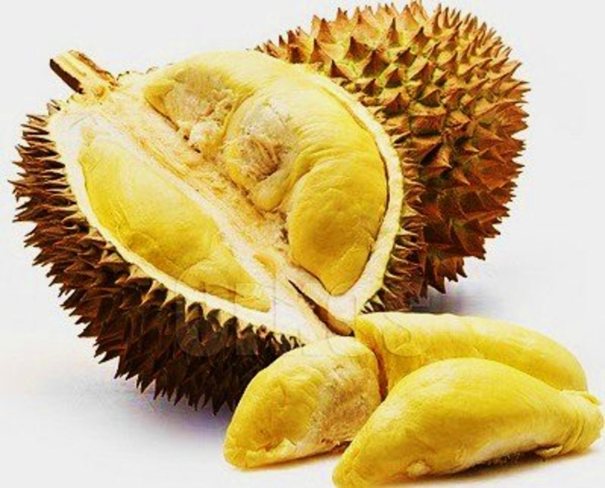 「durian」的圖片搜尋結果