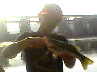 Like its largemouth and smallmouth cousins, the spotted or Kentucky bass is a berserkerwhen it comes to attacking baits. While the differences may seem minute between the appearances of the fish, they are real.