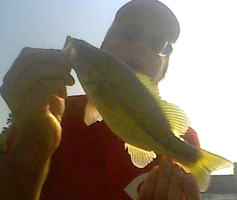 This smaller Kentucky bass was pulled out of the same rocky bank where smallmouths are common.