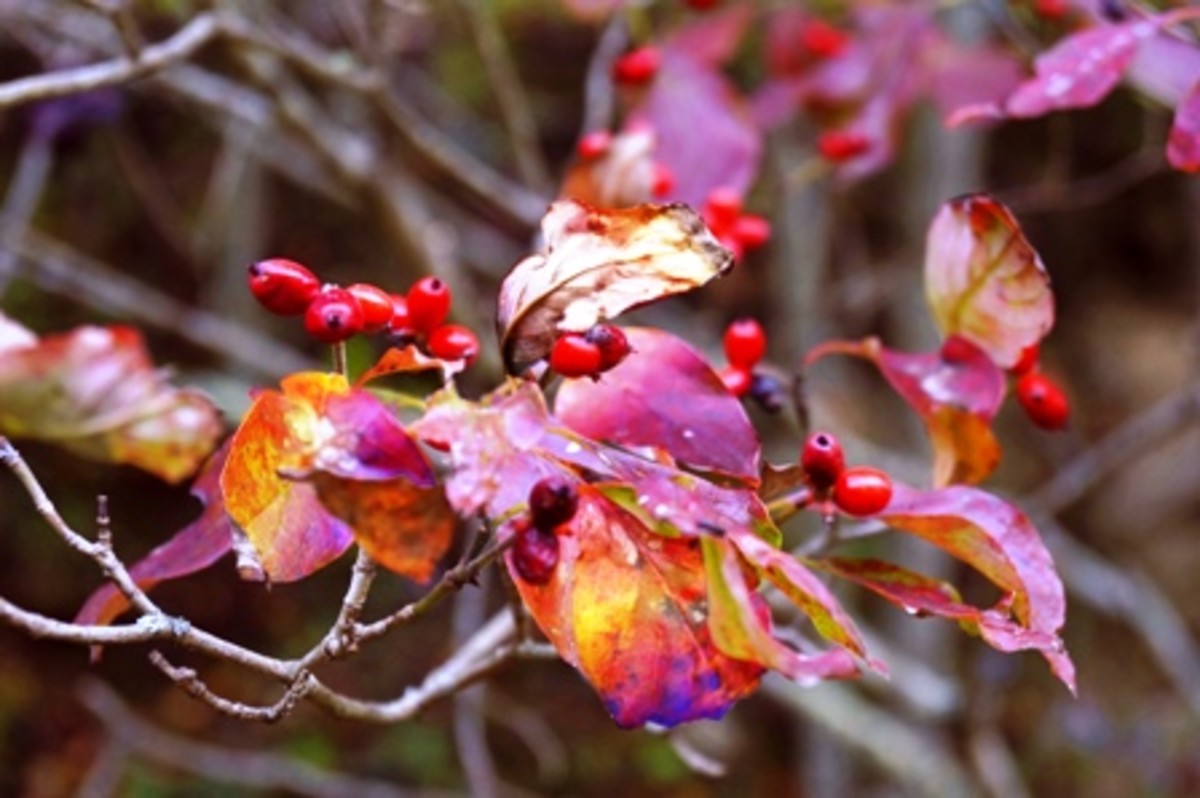 Dogwood leaves are a fiery red in the fall.  Their berries add to the color show.