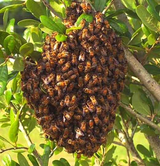 How to Get Rid of a Beehive HubPages