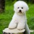 A bichon looking cute. A bichon looking cute.