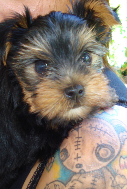 My little Yorkiebear, Ziggy