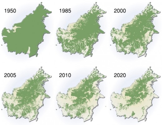 This is a series of maps of Borneo from 1950, the near present and projected future where deforestation has left little of the original forest.