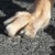 Hind nails showing extra wear due to foot dragging. Hind nails showing extra wear due to foot dragging.
