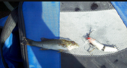 The smallest Large Mouth Bass I have ever caught with a Silver Rapala J-5