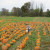 My grandson picking out a pumpkin..yes there were white ones too. My grandson picking out a pumpkin..yes there were white ones too.