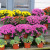 Mums for sale Mums for sale