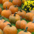 A closer look at the pumpkins A closer look at the pumpkins