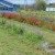 Flowers for cutting Flowers for cutting