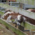 Goats looking for a handout Goats looking for a handout