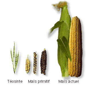 Showing the evolution of corn's ancient parent Teosinte to what we regularly see now